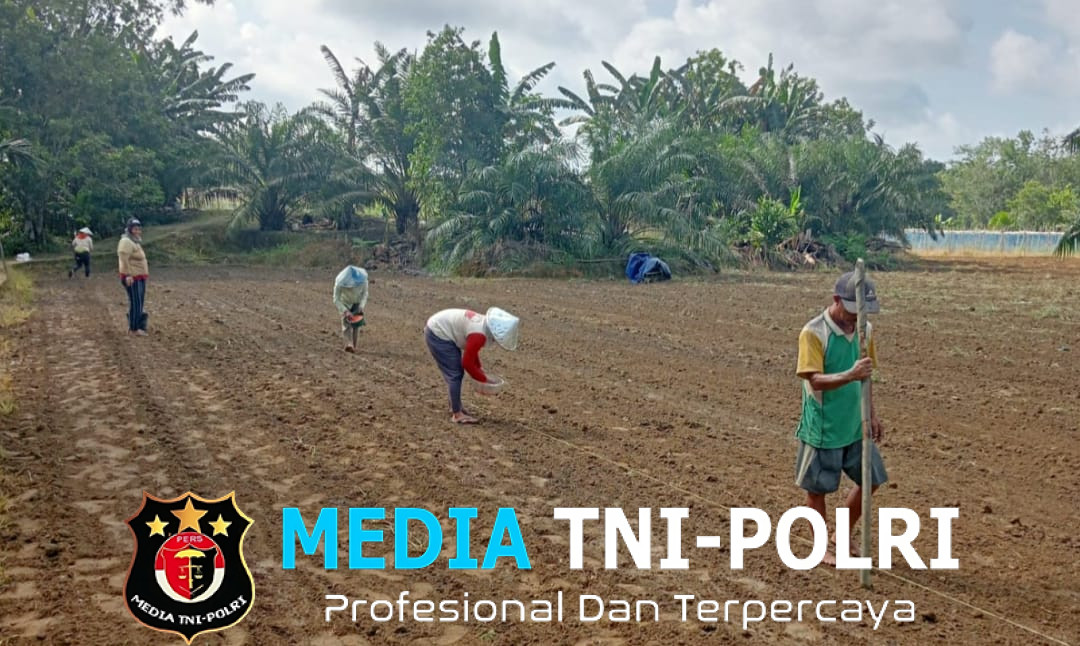 Poktan Nek Ahi Ngareap Tanam Jagung Dukung Ketahanan Pangan