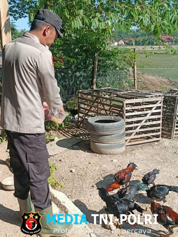 Bhabinkamtibmas Polsek Lengkong Pantau Lahan Pekarangan Ternak Ayam di Desa Balongasem