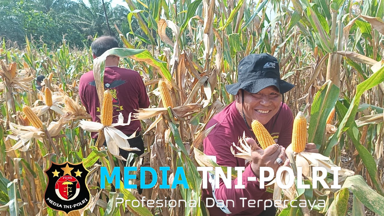Pamatwil Panen Perdana Jagung Hibrida Poktan Saloro di Sompak