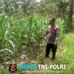 Bintara Pengerak Selalu Lakukan Pengecekan Kondisi Jagung Ke Desanya