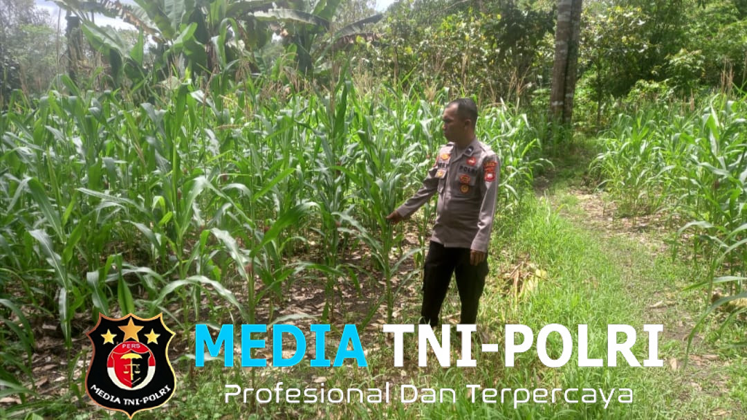 Bintara Pengerak Selalu Lakukan Pengecekan Kondisi Jagung Ke Desanya