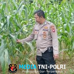 Polisi Peduli Petani Bhabinkamtibmas Terjun ke Lahan Jagung