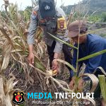 Bhabinkamtibmas Polsek Mandor Cek Progres Tanaman Jagung di Desa Kayu Ara