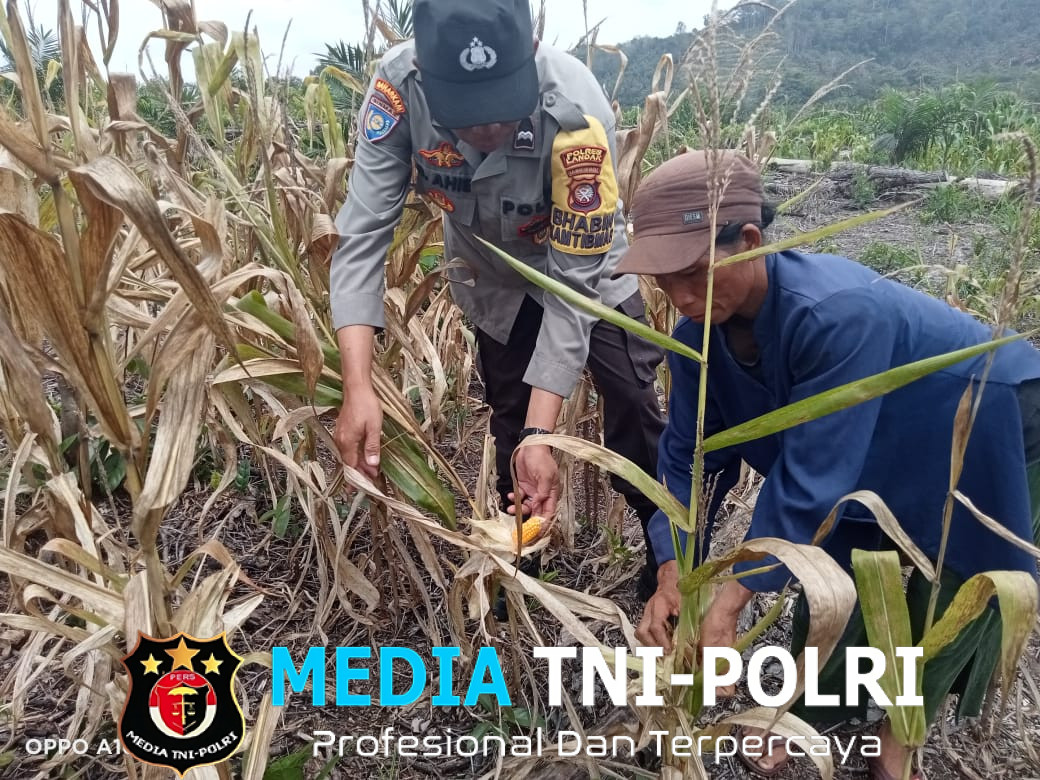 Bhabinkamtibmas Polsek Mandor Cek Progres Tanaman Jagung di Desa Kayu Ara