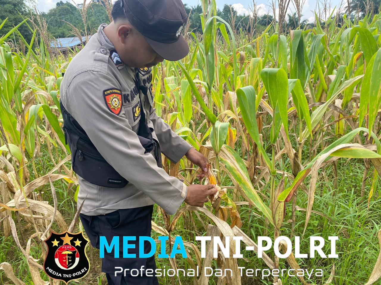 Bintara Penggerak Ketahanan Pangan Polsek Meranti, Cek Progres Tanaman Jagung