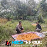 Panen Jagung di Dusun Simpang Pongok Capai 300 Kg, Bukti Keberhasilan Program Pangan