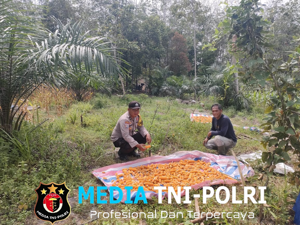 Panen Jagung di Dusun Simpang Pongok Capai 300 Kg, Bukti Keberhasilan Program Pangan