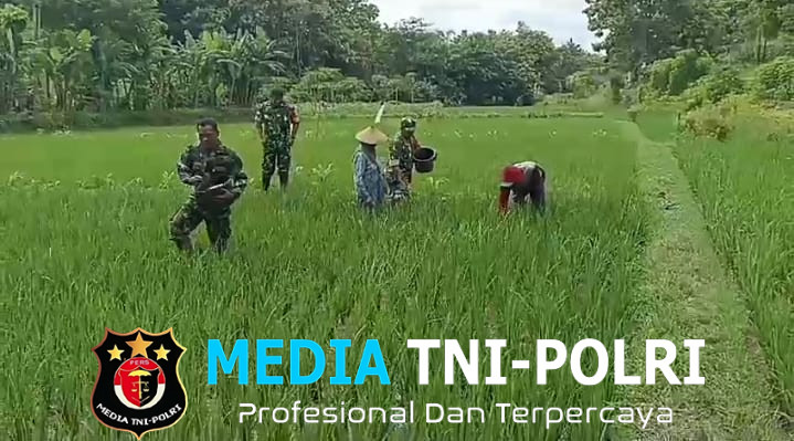 Pemupukan Padi oleh Petani di Dampingi Babinsa