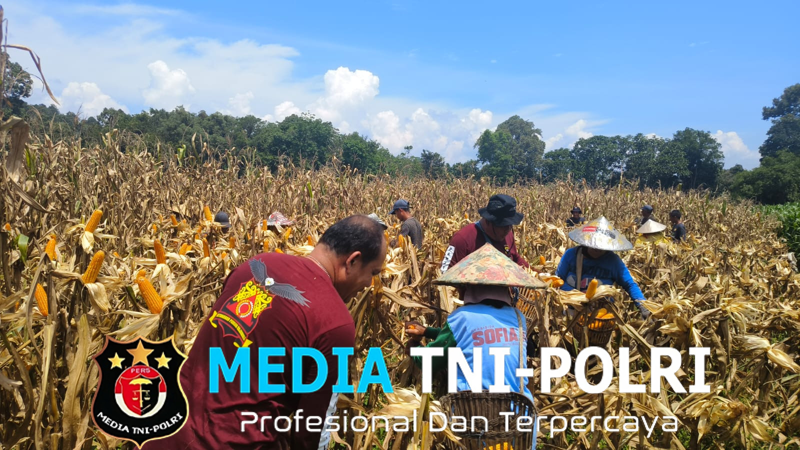 Poktan Nyimpuk Desa Tunang Laksanakan Panen Perdana Jagung Hibrida