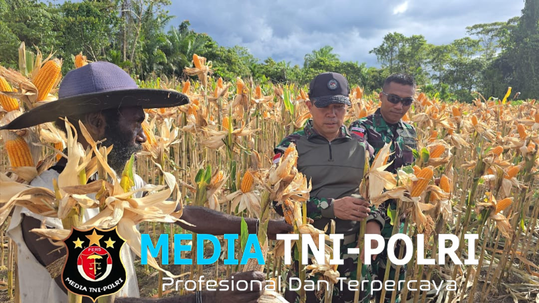 Panen Jagung Penuh Kebersamaan, Satgas Yonif 131/Brajasakti dan Warga Sambut Hasil Jerih Payah Bersama