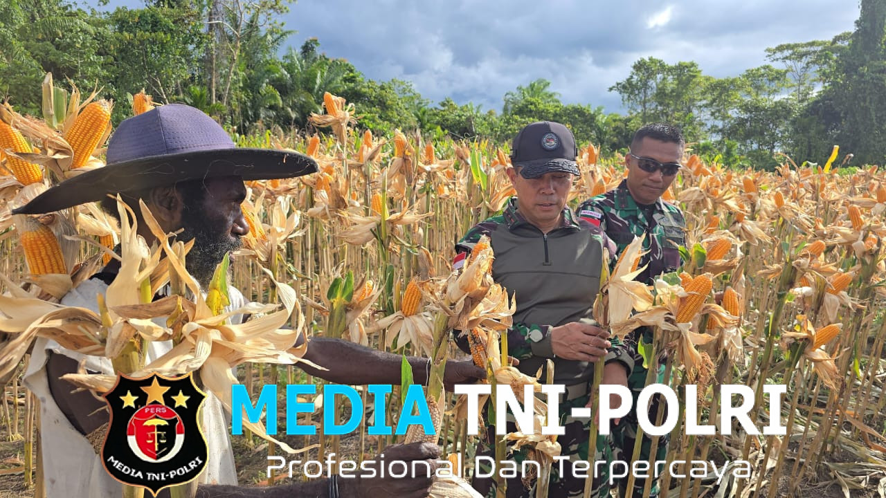 Dukung Program Ketahanan Pangan Pemerintah, Satgas Yonif 131/Brajasakti Bersama Masyarakat Kampung Wonorejo Perbatasan Papua Panen Jagung