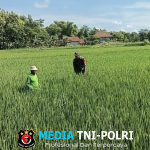 Babinsa Turun Sawah, Bantu Petani Semprot Hama Padi