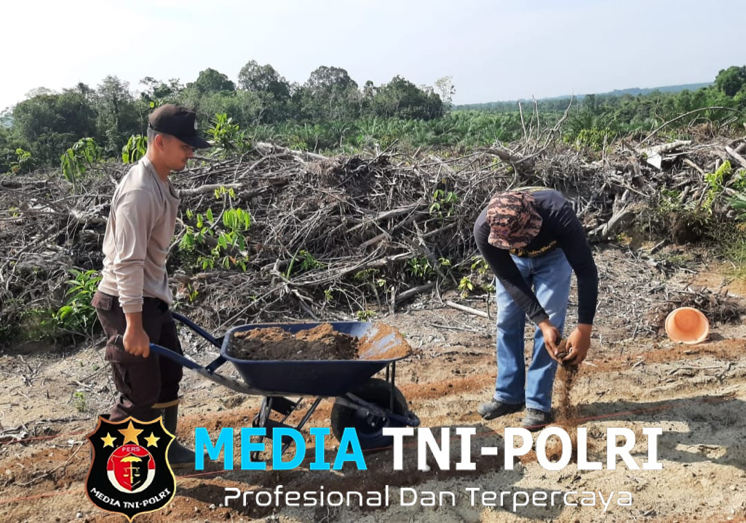 Inovasi Polsek Mandor Manfaatkan Lahan Kosong untuk Jagung Percontohan