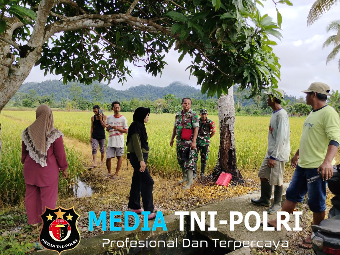 Koramil 1705-02/Napan Bersama PPL Distrik Makimi Melaksanakan Anjangsana dan Jalin Silaturahmi ke Petani Padi Kampung Biha Distrik Makimi