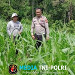 Pastikan Pertumbuhan Jagung , Bintara Penggerak Laksanakan Pengecekan