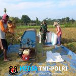 Sejuta Harapan di Sawah, Babinsa Desa Gledug Bantu Petani Panen Padi