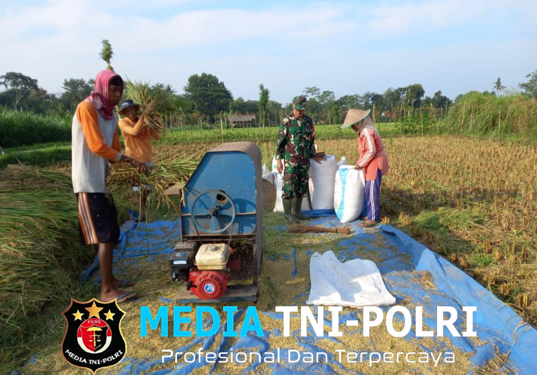 Sejuta Harapan di Sawah, Babinsa Desa Gledug Bantu Petani Panen Padi