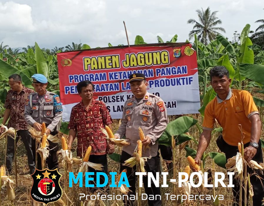 Manfaatkan Lahan Kosong, Polsek Kalirejo Panen Jagung Dukung Ketahanan Pangan