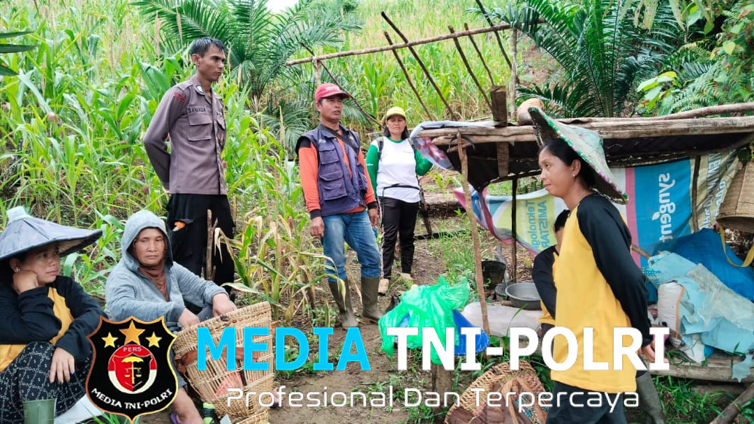 Panen Perdana Jagung Hibrida RI-1 di Desa Keranji Mancal, Dorong Ketahanan Pangan Lokal
