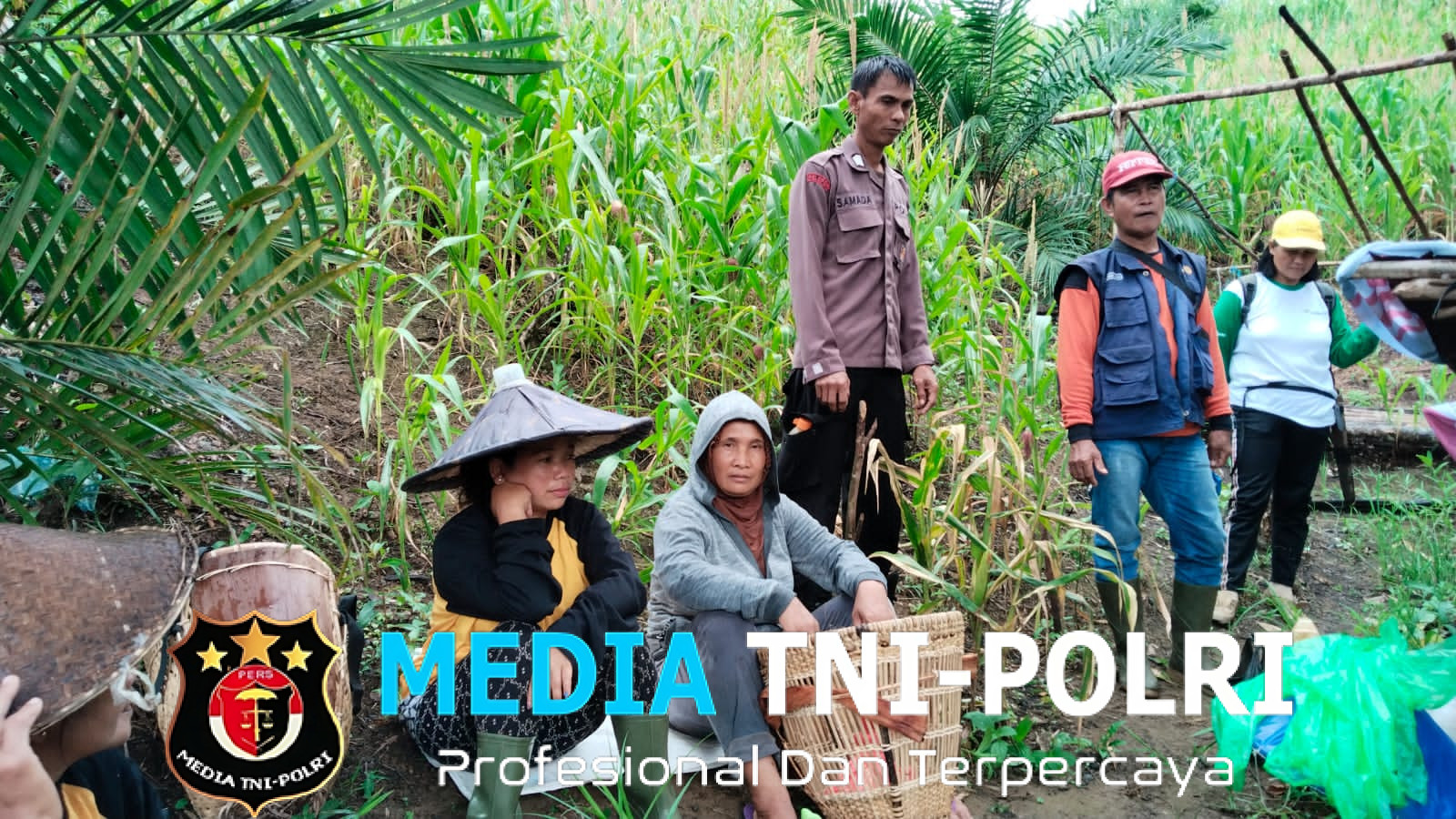 Panen Perdana Jagung Hibrida RI-1 di Desa Keranji Mancal, Dorong Ketahanan Pangan Lokal