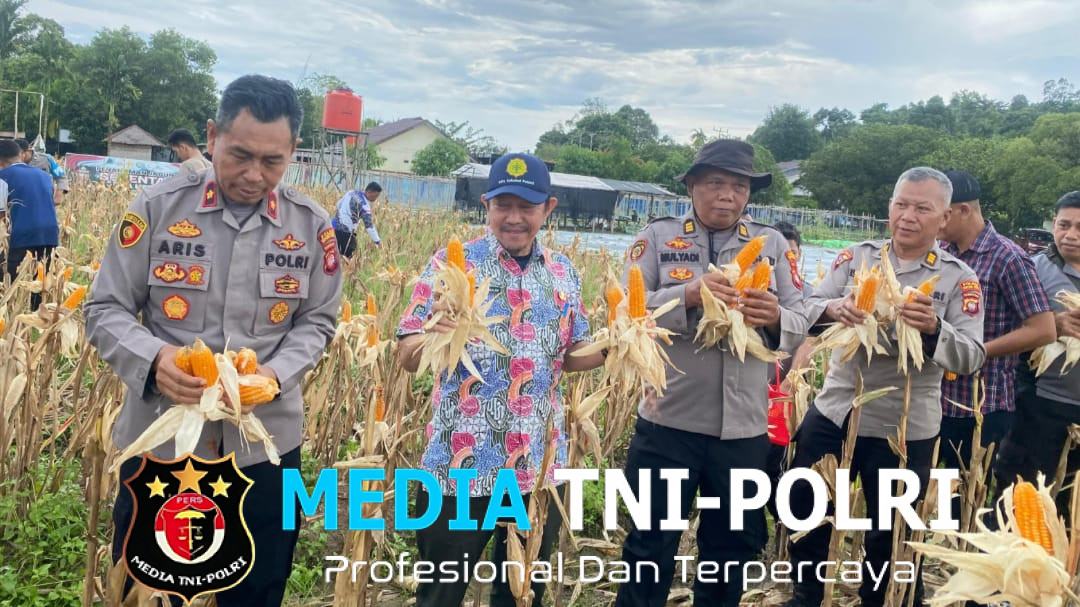 Panen Jagung Perdana di Desa Riam Berasap Hasilkan 550 Kg, Dukung Ketahanan Pangan Kayong Utara