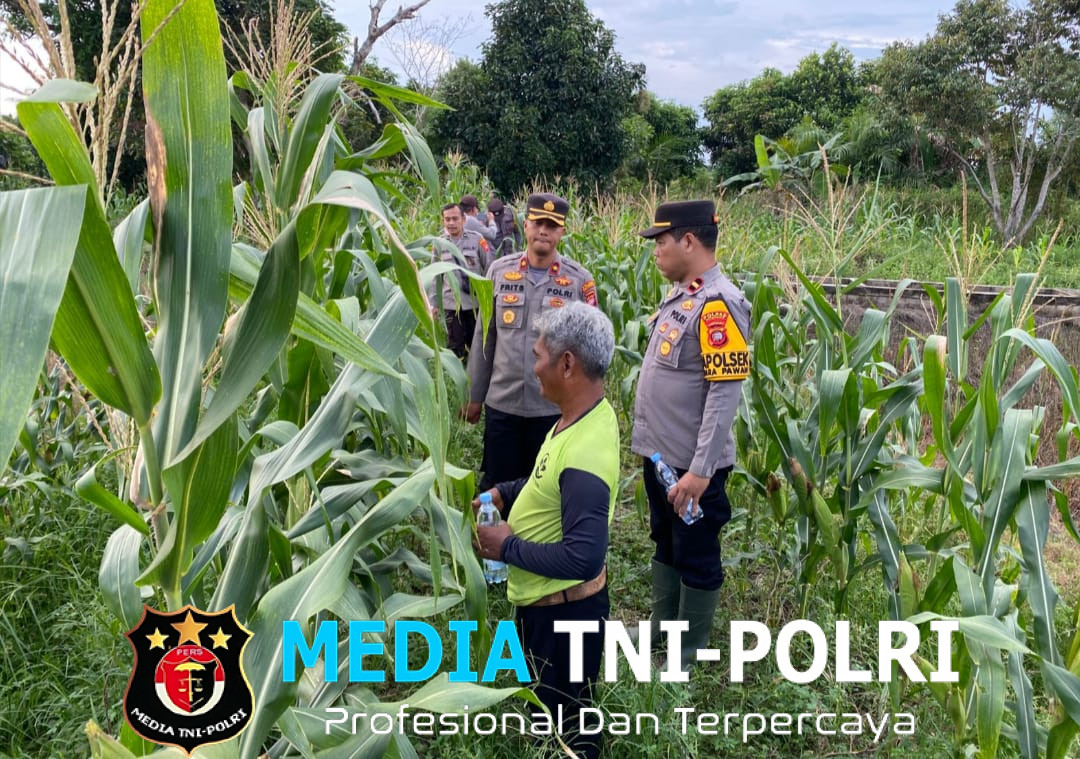 Persiapan Panen Serentak, Waka Polres Ketapang, Kapolsek Muara Pawan Tinjau Lahan Jagung di Desa Suka Maju Kec. Muara Pawan
