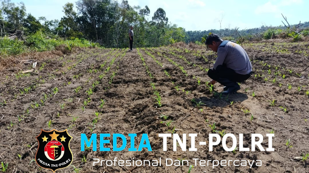 Polsek Menjalin Monitoring Perkembangan Tanaman Jagung di Lahan Percontohan Polsek Menjalin