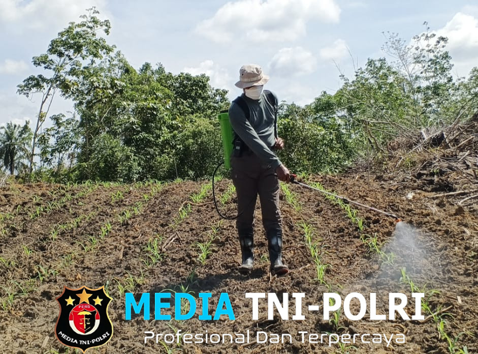 Peduli Petani, Kapolres Landak Ikut Bertani dan Semprot Tanaman