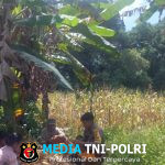 Bintara penggerak ketahanan pangan Polsubsektor Sompak Panen Jagung di Desa Pauh