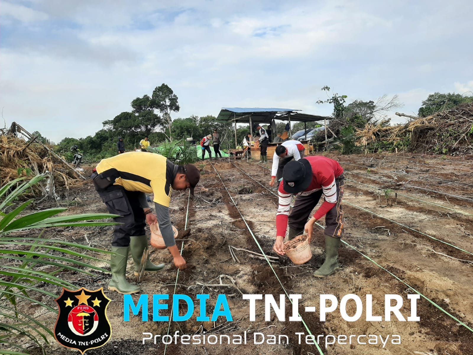 Kapolsek Mandor Bersama Anggota dan Warga Laksanakan Penanaman Lanjutan Bibit Jagung di Lahan Percontohan