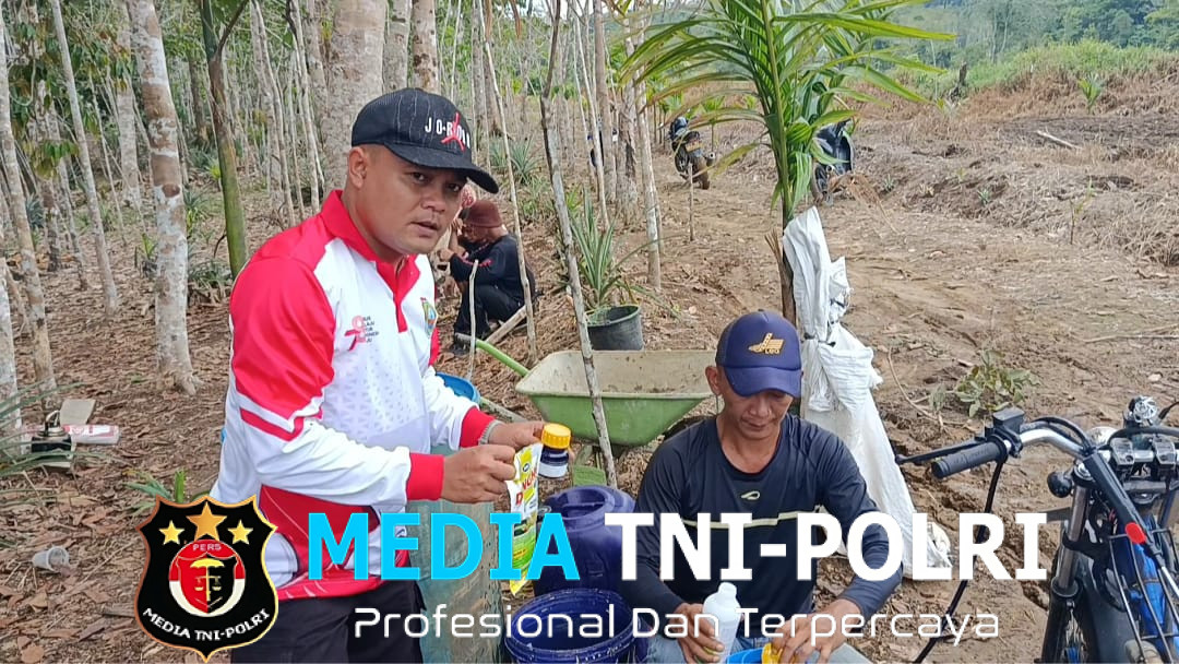 Optimalisasi Pertumbuhan Jagung  Polsek Menjalin Semprot Insektisida di Lahan Percontohan
