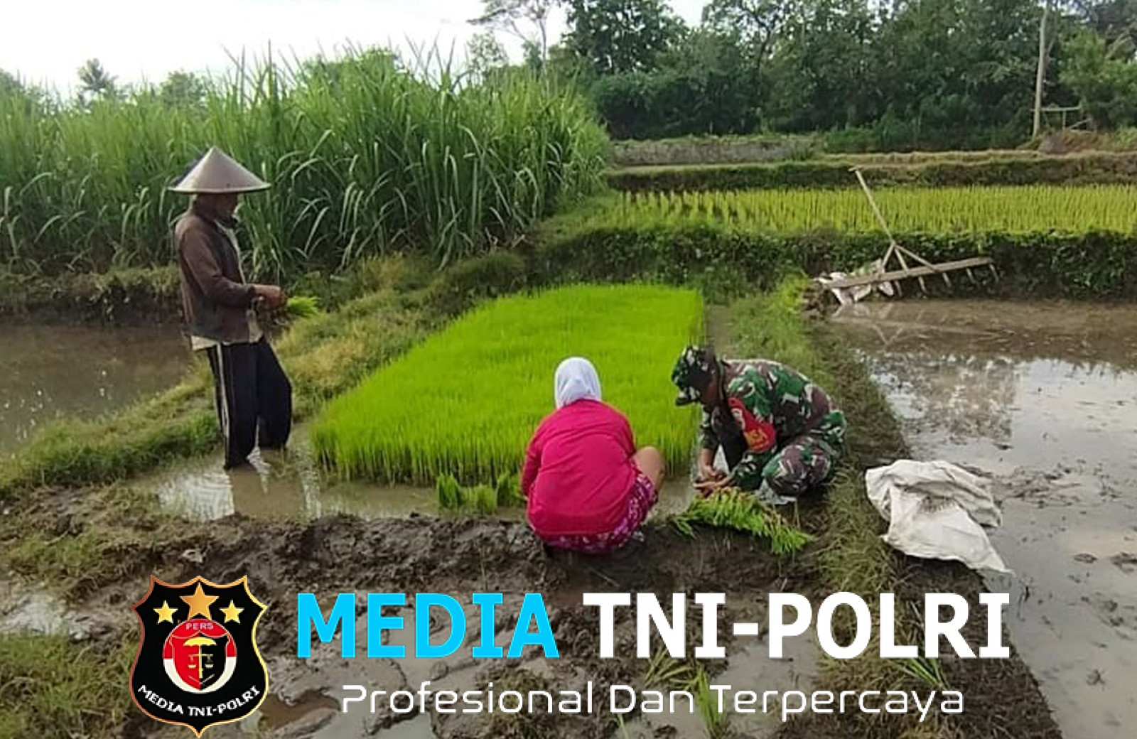 Percepat Masa Tanam, Babinsa Desa Ngembul Dampingi Petani Tanam Padi