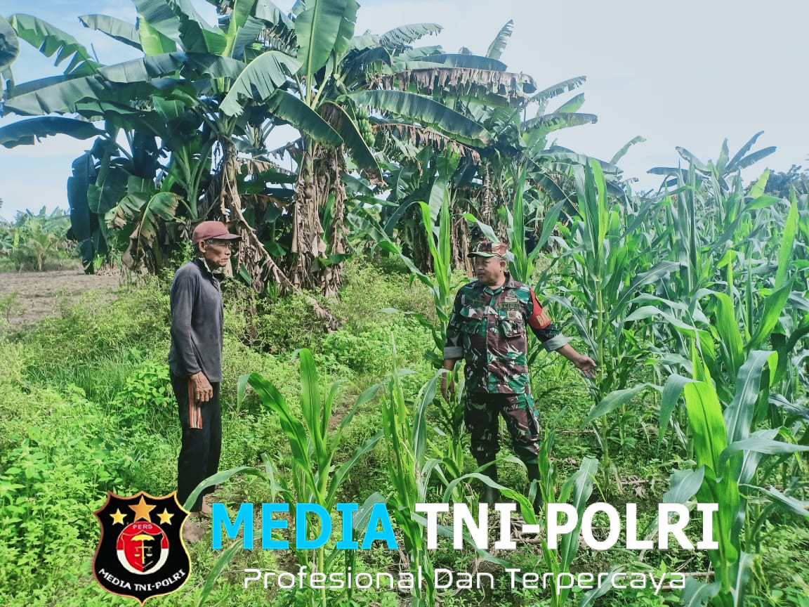 Babinsa Ramil Kwatisore Melaksanakan Komsos Dilahan Tanaman Jagung Bersama Warga di Kampung Wami Jaya