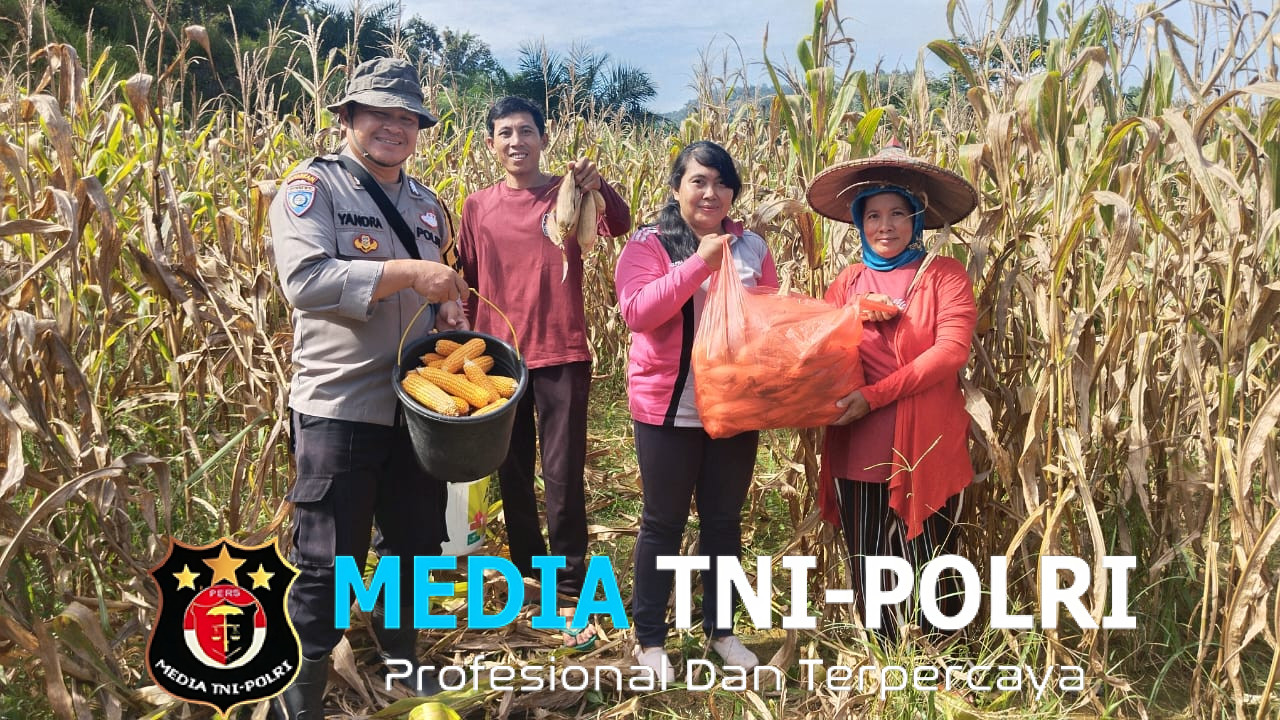 Panen Perdana Jagung Hibrida R1 Nusantara Bersama Bintara Penggerak Desa Pawis Hilir