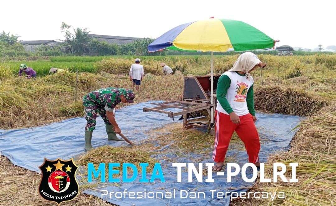 Penuh Semangat, Babinsa Motivasi Panen Padi Poktan Rukun Makmur di Tanjungsari