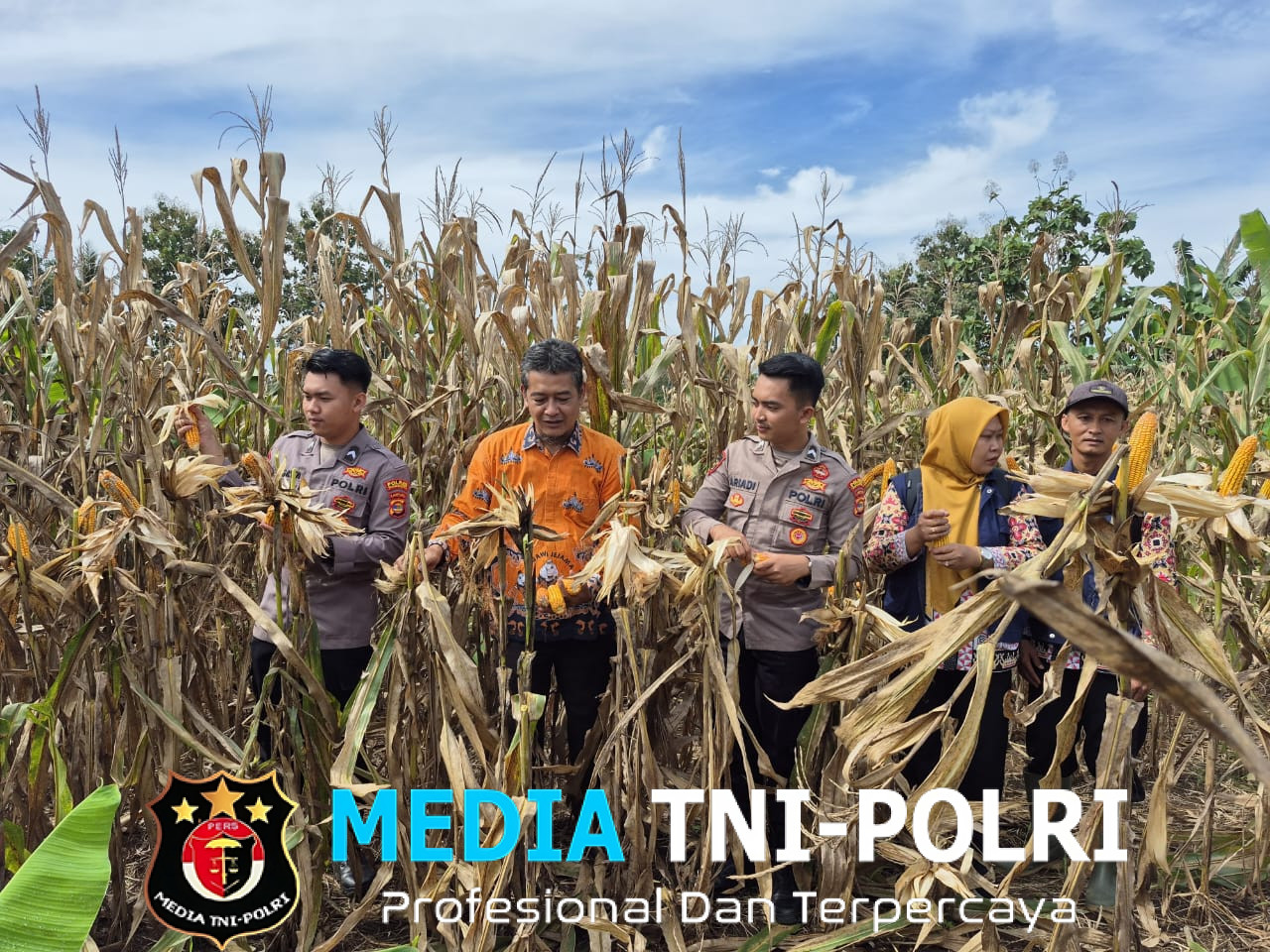 Polres Tanggamus Panen Jagung di Talang Padang, Wujud Nyata Dukung Ketahanan Pangan Nasional