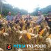 Kapolsek Sebangki Hadiri Panen Perdana Jagung Bersama Kelompok Tani Sumber Rezeki di Desa Agak