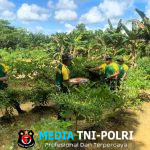 Satgas Pamtas Yonarmed 11 Kostrad Wujudkan Kemandirian Pangan di Perbatasan