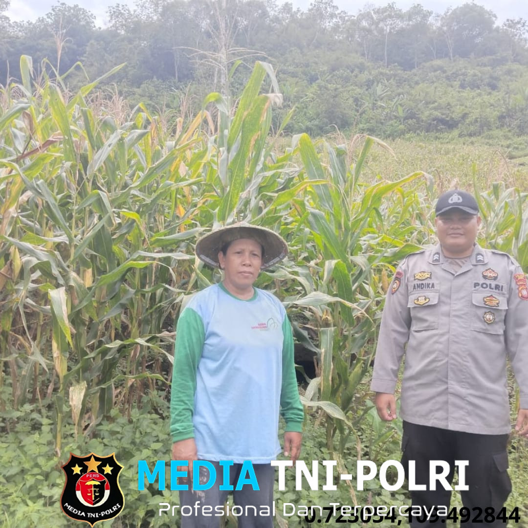 Bintara Pengerak Ketahanan Pangan Lakukan Pengecekan Progres Tanaman Jagung Mandiri