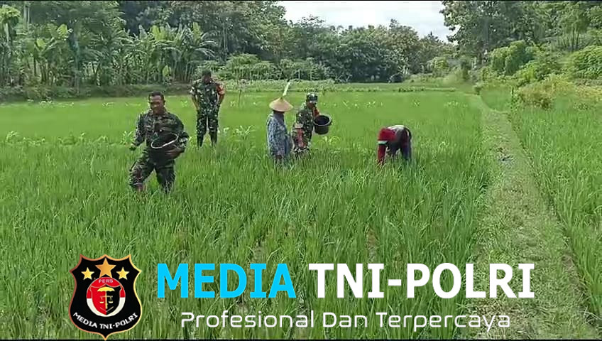 Babinsa Dampingi Petani, Pastikan Pemupukan Tepat dan Maksimalkan Hasil Panen
