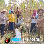 Polres Tanggamus Bersama Warga Panen Raya Jagung di Dua Lokasi Sekaligus