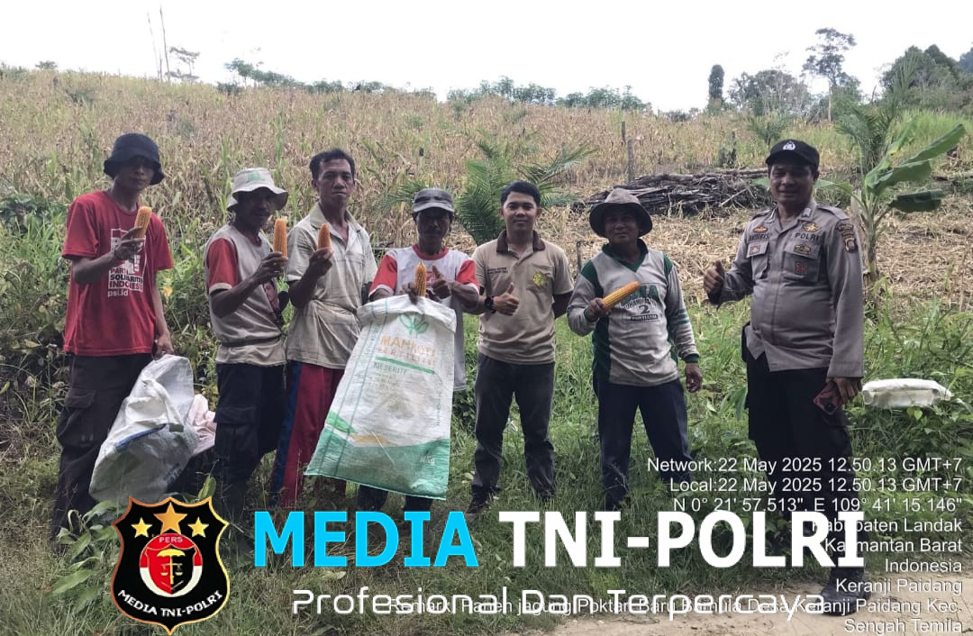 Panen Jagung Poktan Baru Bamula di Desa Keranji Paidang Wujud Sinergi Petani, Polisi, dan Penyuluh