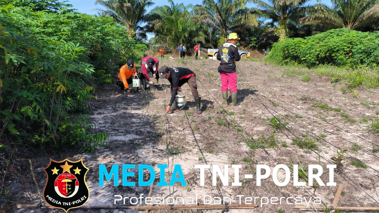 Polsek Ngabang Laksanakan Penanaman Bibit Jagung Hibrida R1 Nusantara Secara Berkelanjutan