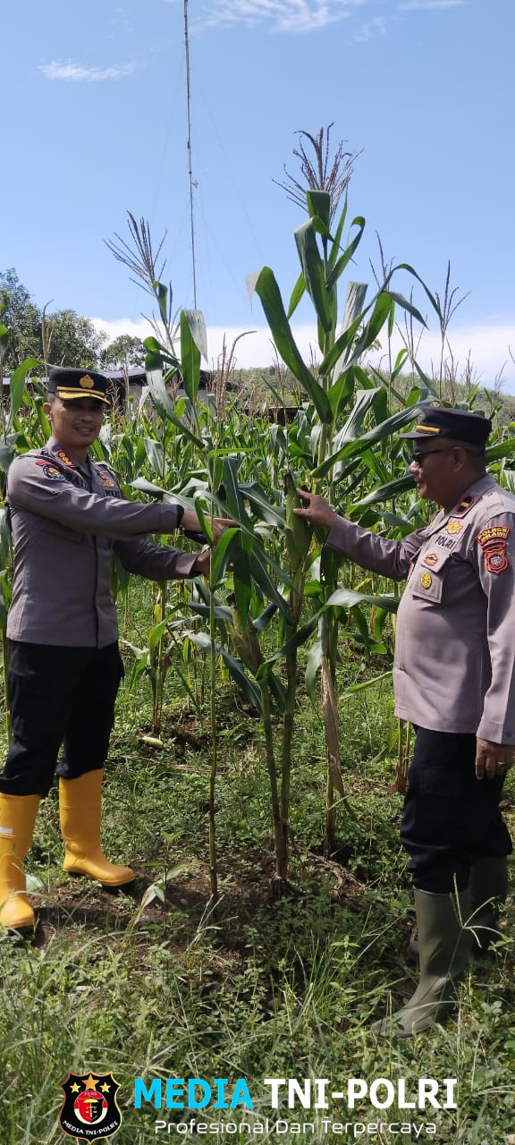 Presiden Prabowo Akan Hadiri Panen Raya Jagung Serentak dengan Total Luas Lahan 851,12 Ha di Bengkayang