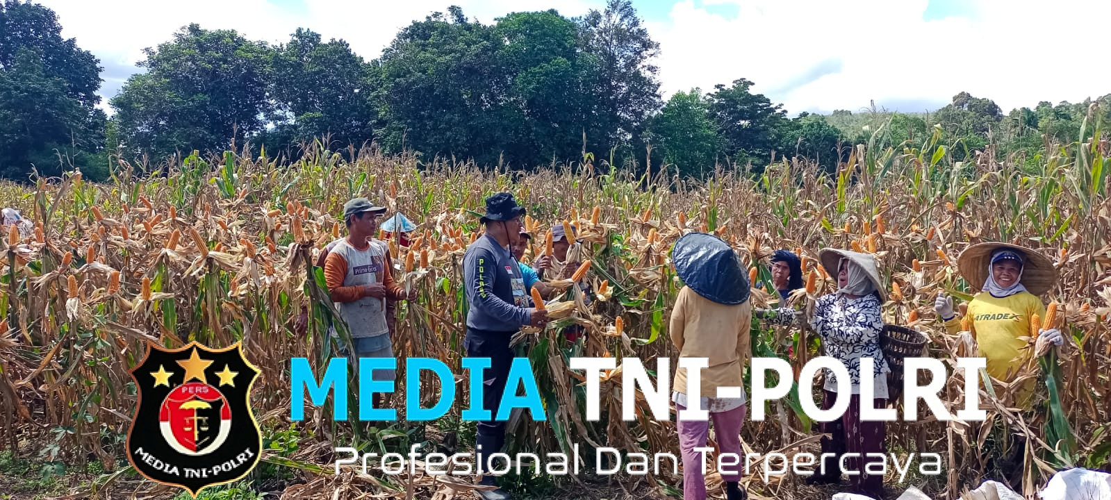 Bentuk Dukungan dan Motivasi Kepada Masyarakat, Pamatwil Bersama Bintara Penggerak Hadir Panen Jagung