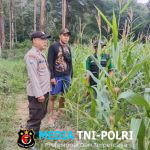 Dampingi Petani Mandiri Bhabinkamtibmas dan PPL Rutin Cek Progres Tanaman Jagung