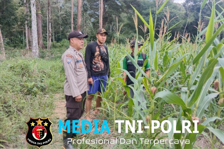 Dampingi Petani Mandiri Bhabinkamtibmas dan PPL Rutin Cek Progres Tanaman Jagung