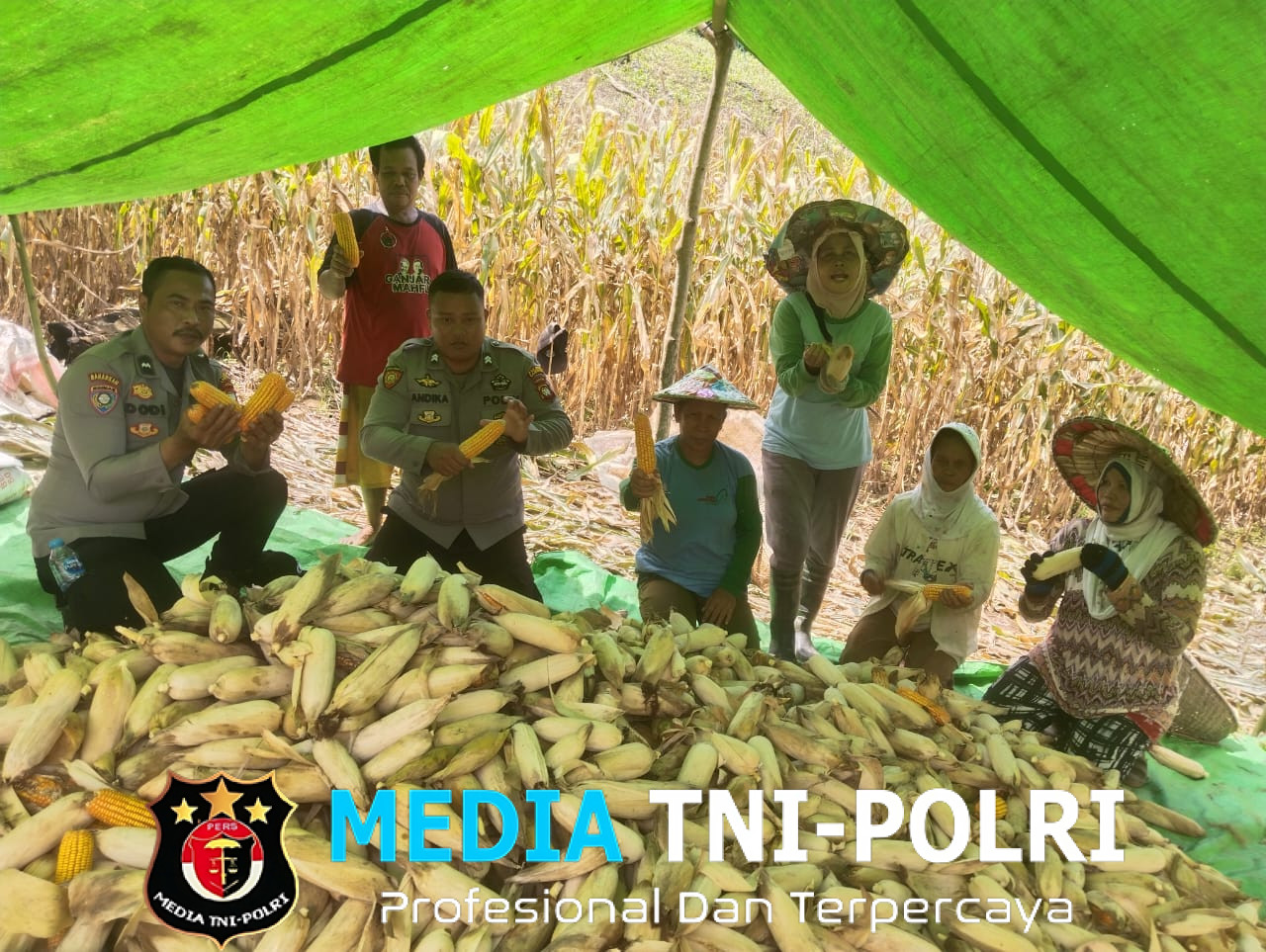 Bintara Pengerak Ketahanan Pangan Desa Semade Panen Jagung Mandiri