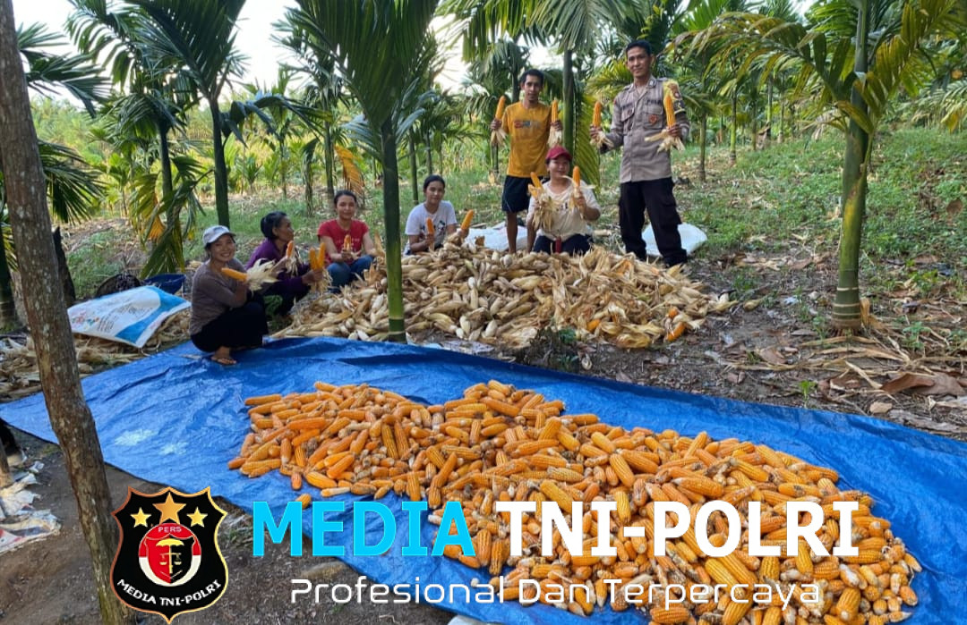 Sinergi Polisi dan Petani Panen Perdana Jagung Hibrida di Desa Sekilap Berhasil