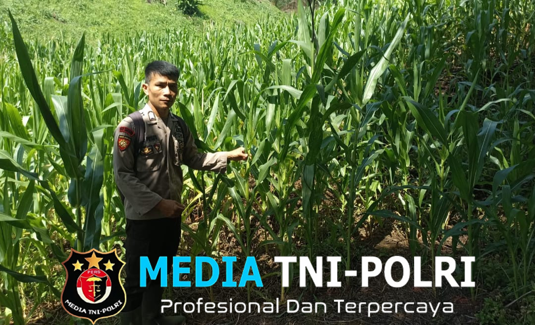 Bintara pengerak Ketahanan Pangan Desa Songga Lakukan Pengecekan Tanaman Jagung